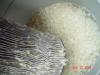 Old feathers during the molt