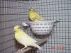 Canary Babies '08