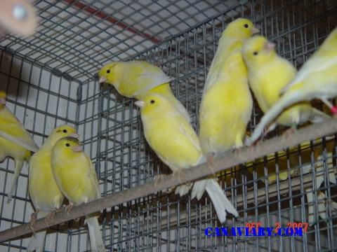 Roller Canary In Flight Cages