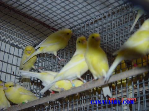 Roller Canary In Flight Cages