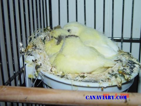 Canary Babies '08